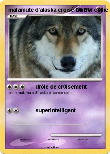 Pokemon malamute d'alaska croisé border collie