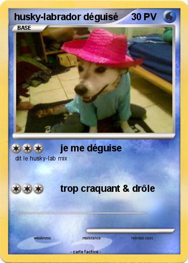 Pokemon husky-labrador déguisé