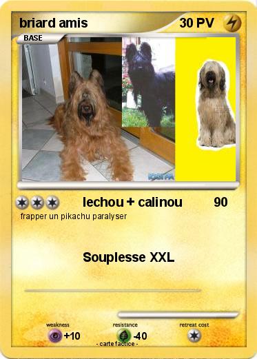 Pokemon briard amis