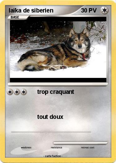 Pokemon laïka de siberien
