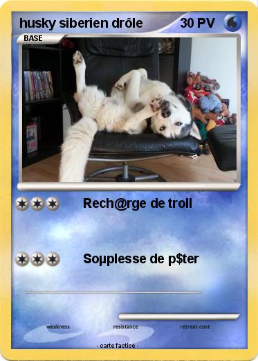 Pokemon husky siberien drôle