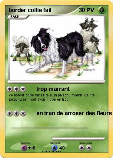 Pokemon border collie fail