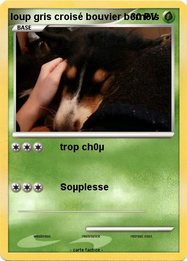 Pokemon loup gris croisé bouvier bernois