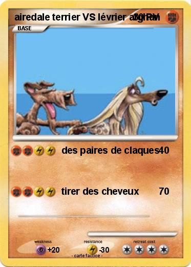 Pokemon airedale terrier VS lévrier afghan