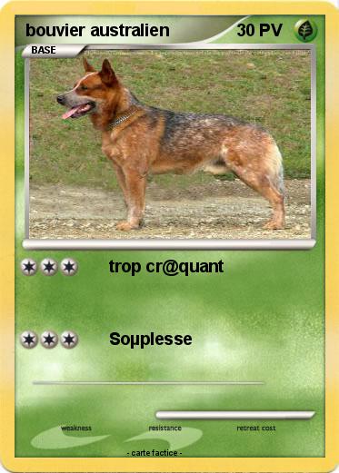 Pokemon bouvier australien