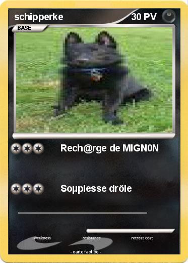 Pokemon schipperke
