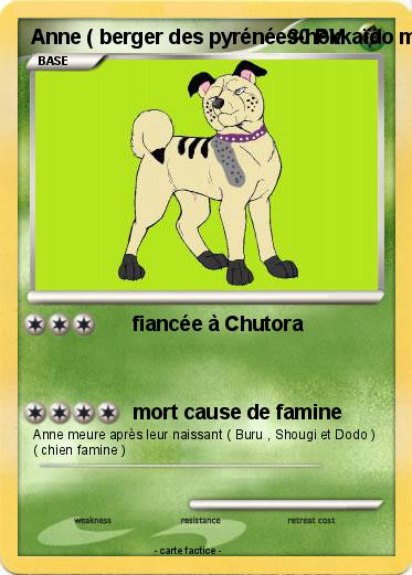 Pokemon Anne ( berger des pyrénées-hokkaïdo mix )