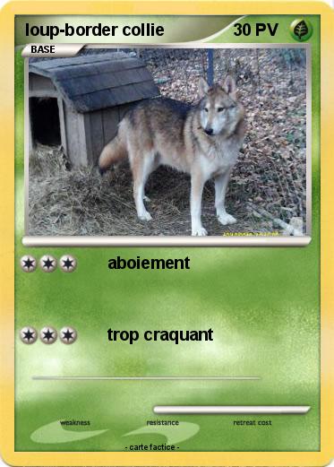 Pokemon loup-border collie