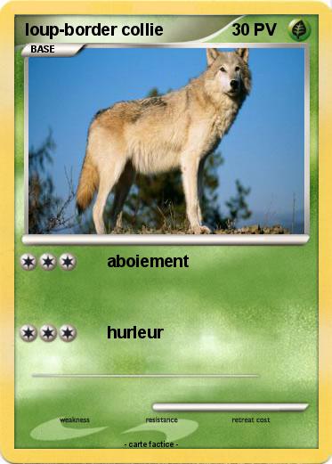 Pokemon loup-border collie