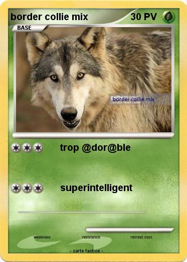 Pokemon border collie mix