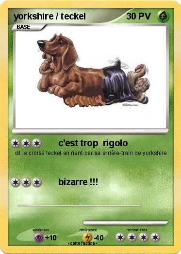 Pokemon yorkshire / teckel