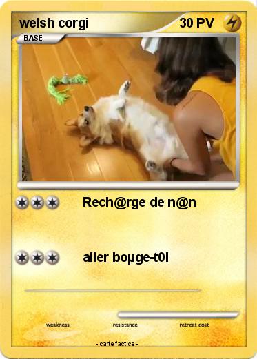 Pokemon welsh corgi