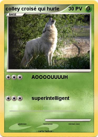 Pokemon colley croisé qui hurle