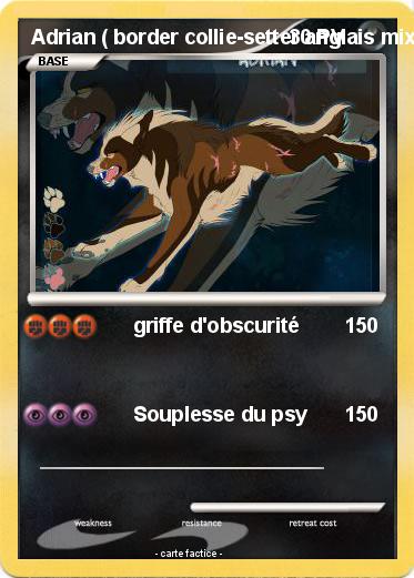 Pokemon Adrian ( border collie-setter anglais mixte )