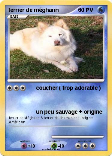 Pokemon terrier de méghann