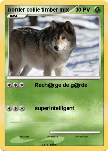 Pokemon border collie timber mix