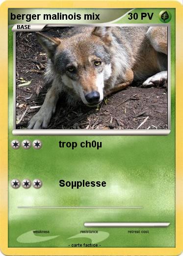 Pokemon berger malinois mix