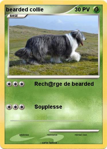 Pokemon bearded collie