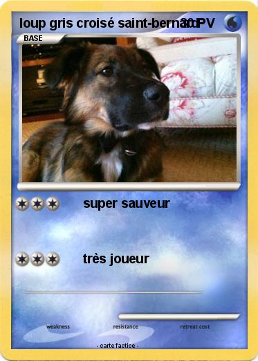 Pokemon loup gris croisé saint-bernard