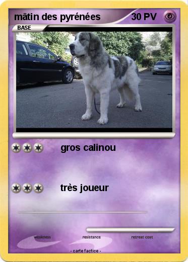 Pokemon mâtin des pyrénées