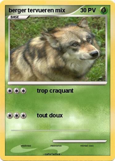 Pokemon berger tervueren mix
