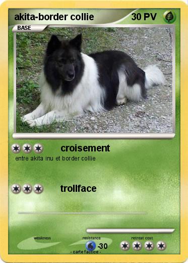 Pokemon akita-border collie