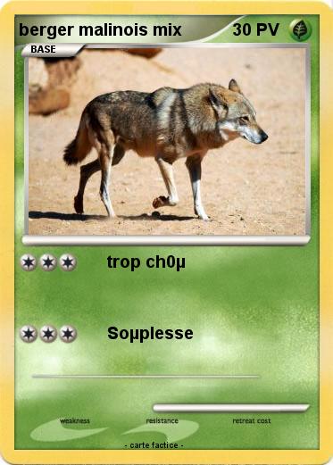 Pokemon berger malinois mix