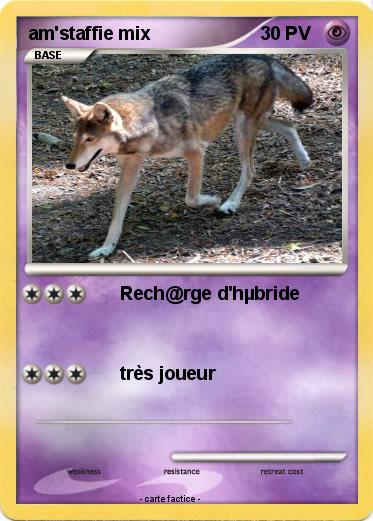 Pokemon am'staffie mix