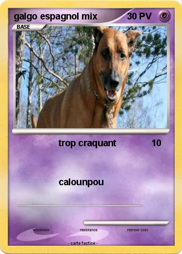 Pokemon galgo espagnol mix