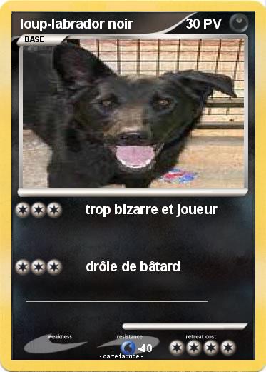 Pokemon loup-labrador noir