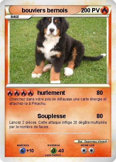 Pokemon bouviers bernois