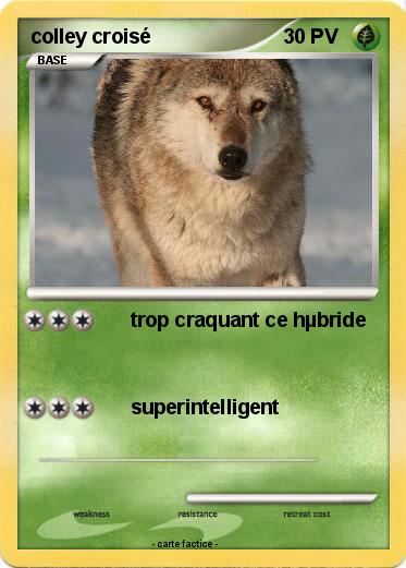 Pokemon colley croisé