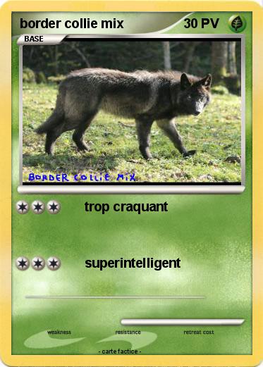 Pokemon border collie mix