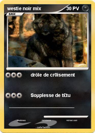 Pokemon westie noir mix