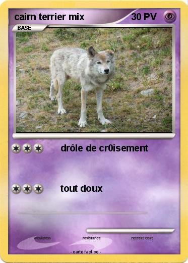Pokemon cairn terrier mix