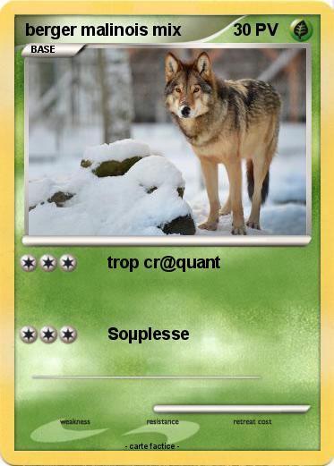 Pokemon berger malinois mix