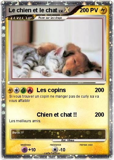 Pokemon Le chien et le chat