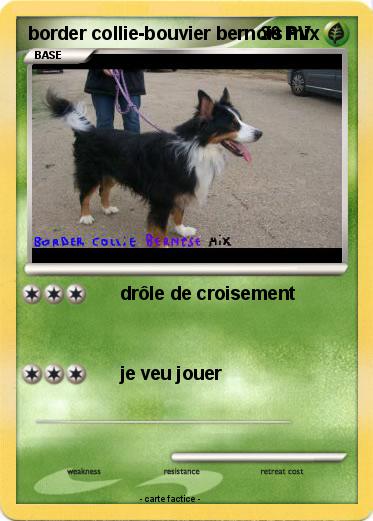 Pokemon border collie-bouvier bernois mix