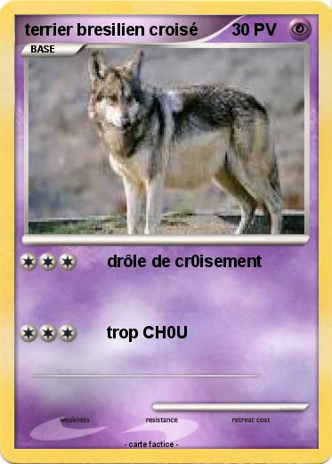Pokemon terrier bresilien croisé