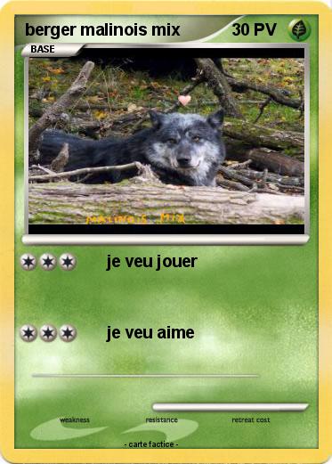 Pokemon berger malinois mix