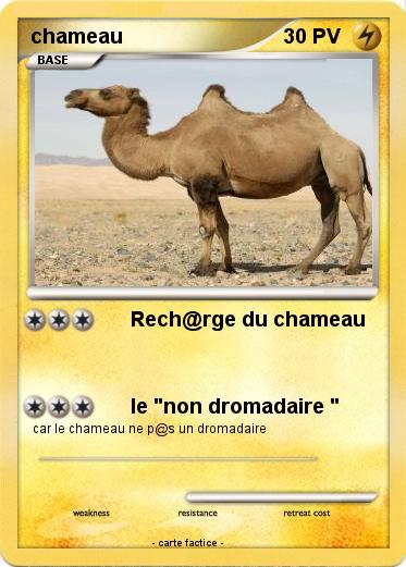 Pokemon chameau