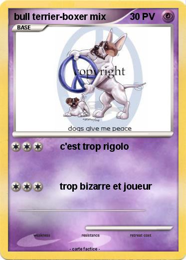 Pokemon bull terrier-boxer mix
