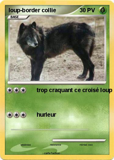 Pokemon loup-border collie