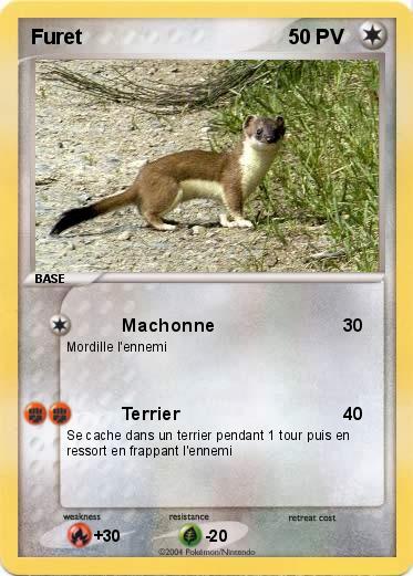 Pokemon Furet