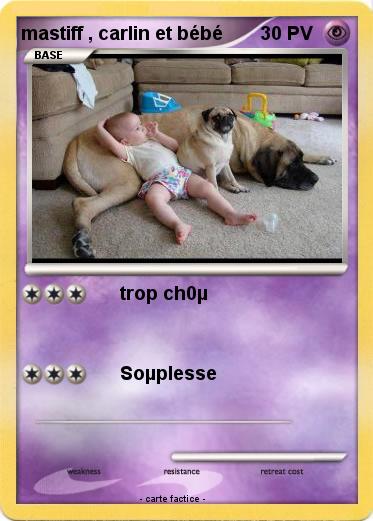 Pokemon mastiff , carlin et bébé