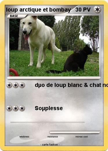 Pokemon loup arctique et bombay