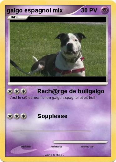 Pokemon galgo espagnol mix