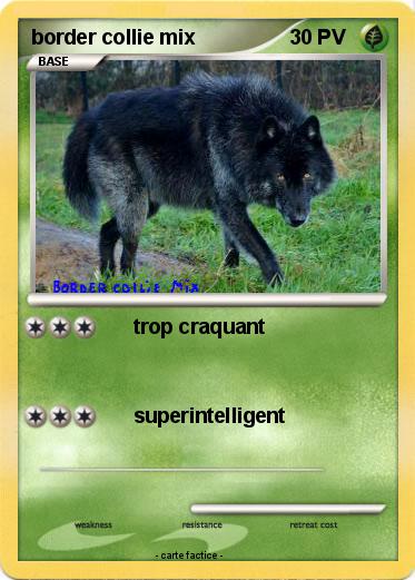 Pokemon border collie mix