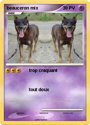 Pokemon beauceron mix