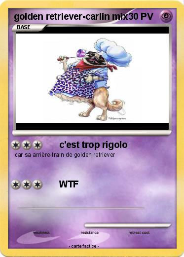 Pokemon golden retriever-carlin mix